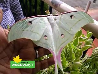 Luna Moth found in Odisha, India