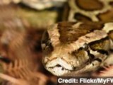 Python Hunt Brings 800 Hunters To Florida Everglades
