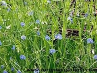 Mürdümük anlamı,mürdümük bitkisi