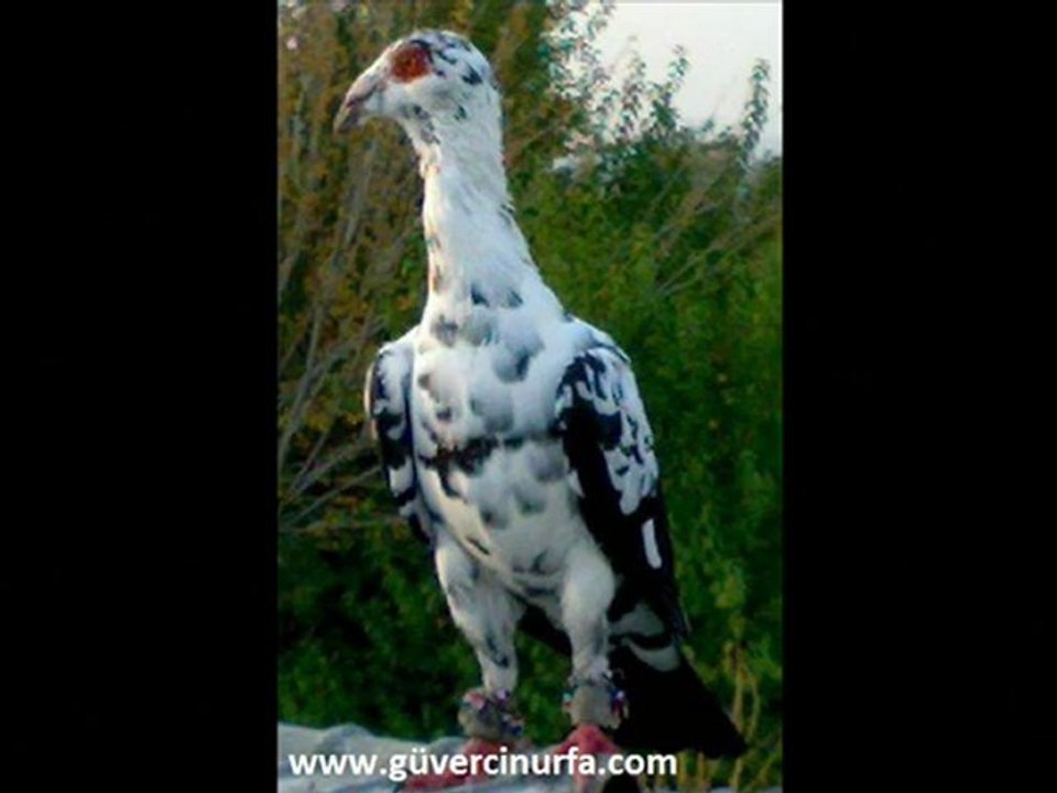 ARANS-ORANS-KEŞPİR FİLO GÜVERCİNLERİ www.guvercinurfa.com www.guvercinrehberi.com