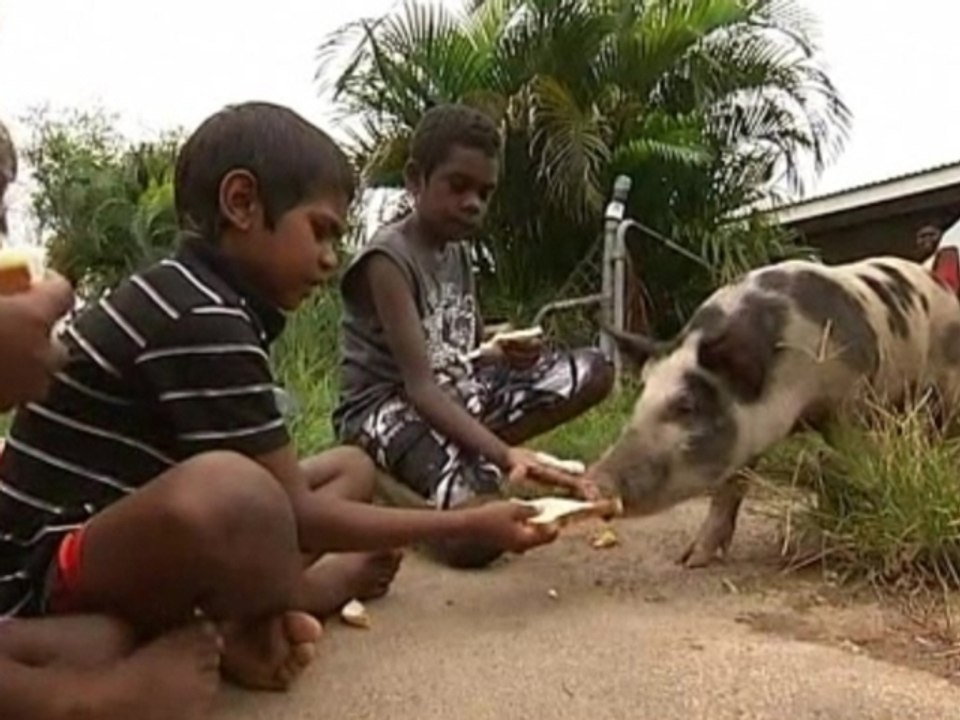 Pigs on the loose