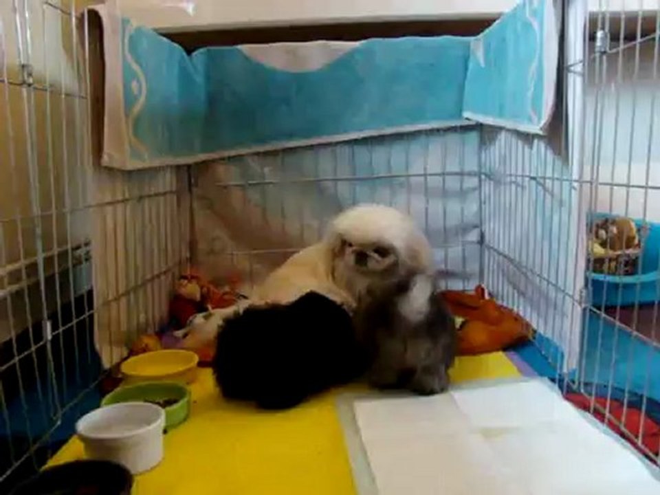 Nikita et ses 3 chiots de 6 semaines.