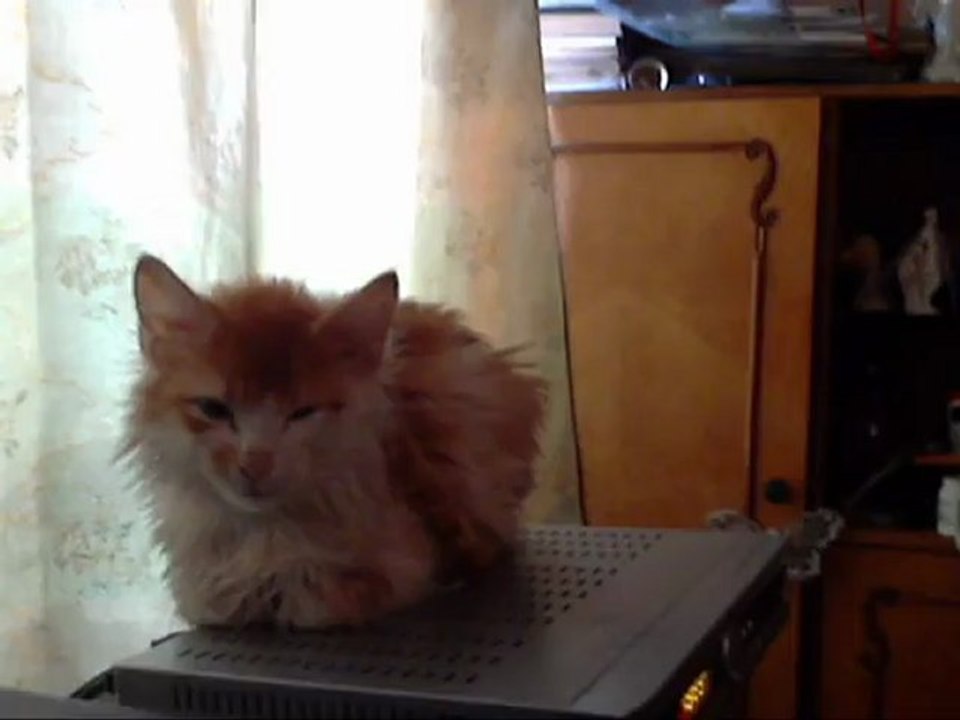 Un seul Bach pour deux chats