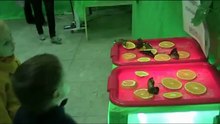 Выставка бабочек  в Белгороде