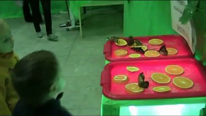 Выставка бабочек  в Белгороде