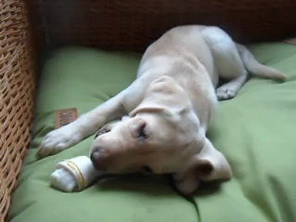 Mon 1er os à mâcher !