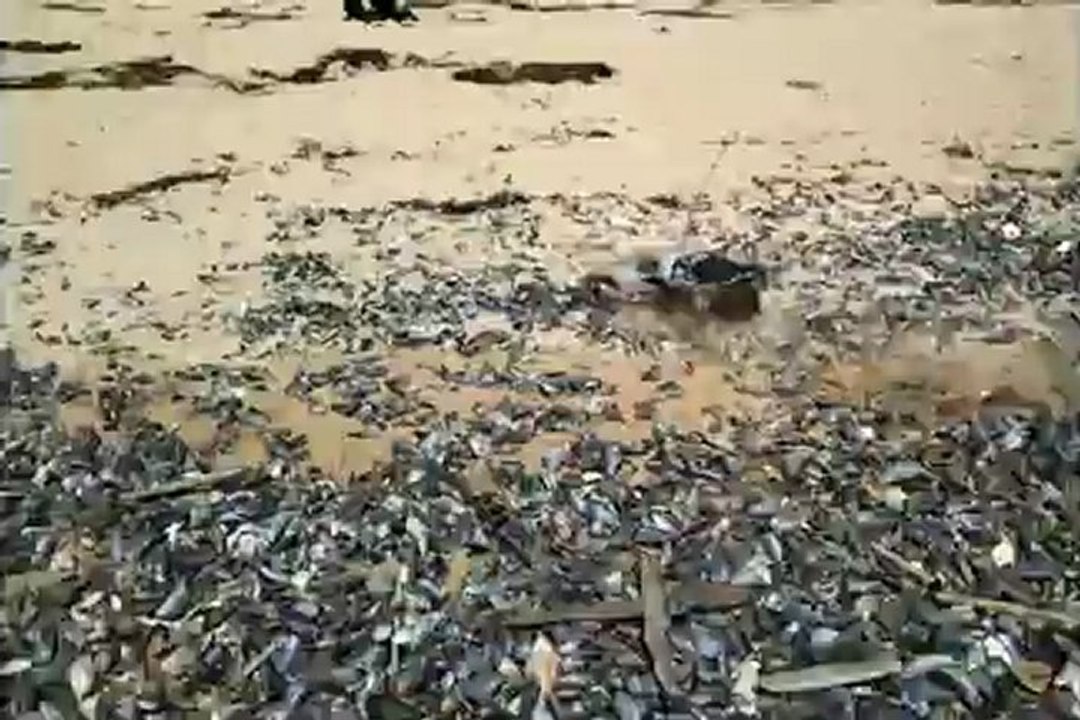 la muerte a la plage