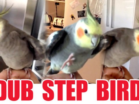 Bird Singing Dubstep... I Want One!!