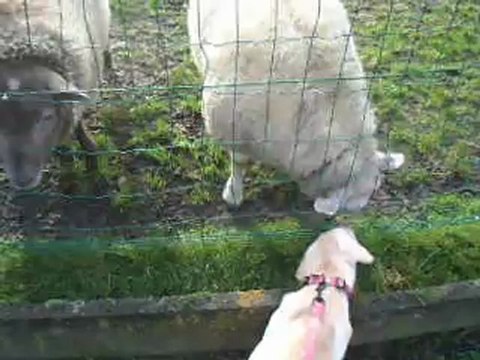 Mon 1er contact avec P'tite Mê et Miss Peggy ! :)