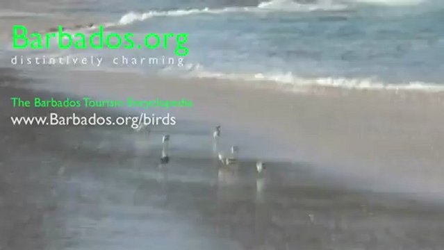 Sandpipers On The Beach in Barbados Make Your Holidays a Joy