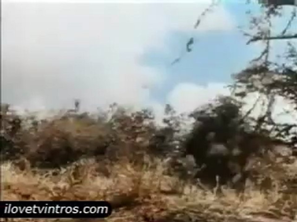 Tarzan