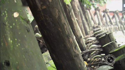 世界遺產在中國-01-青城山與都江堰