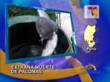Puno Palomas aparecen muertas en Plaza de Armas