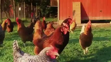 Her Yıl 10 Milyar Canlının Kaderini Belirliyoruz