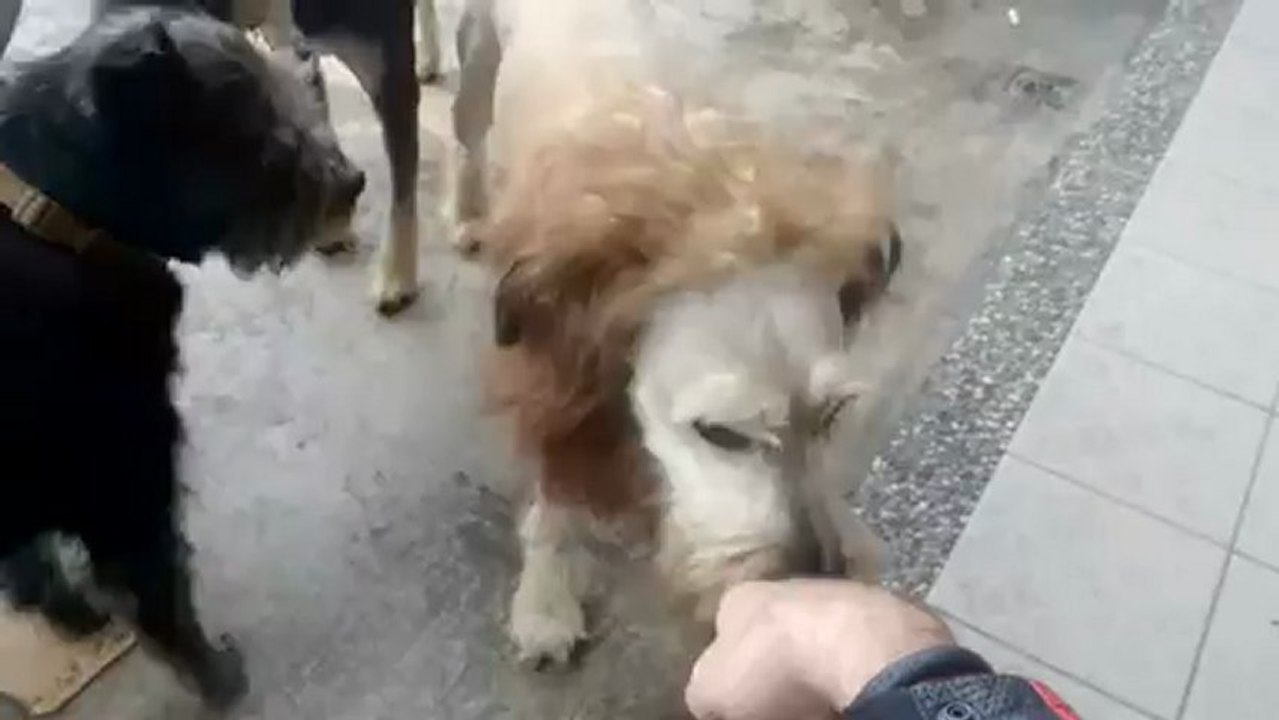 World's Smallest Lion!!!