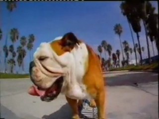 Tilman: El perro skateboard (Inteligencia animal)