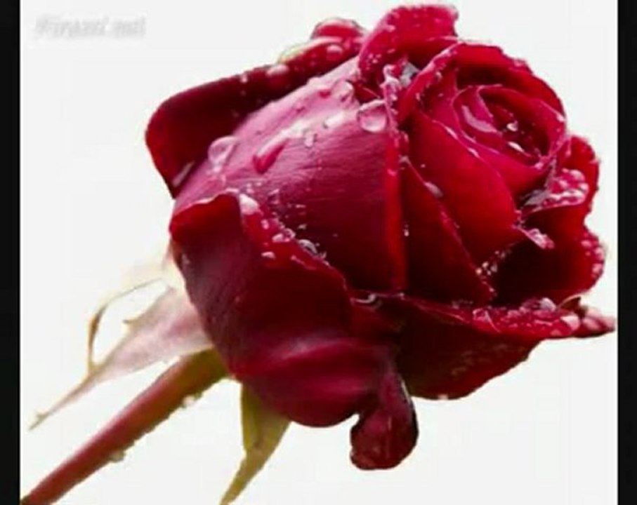 ♪ ♥ ♪ Elissa-Ahla_dounya ♪ ♥ ♪ (mimity)