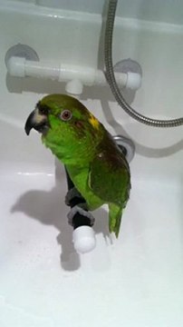 Perroquet chante sous la douche