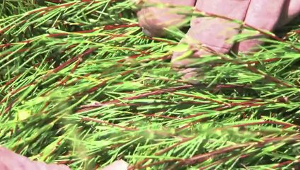 Rooibos: o chá vermelho corre risco