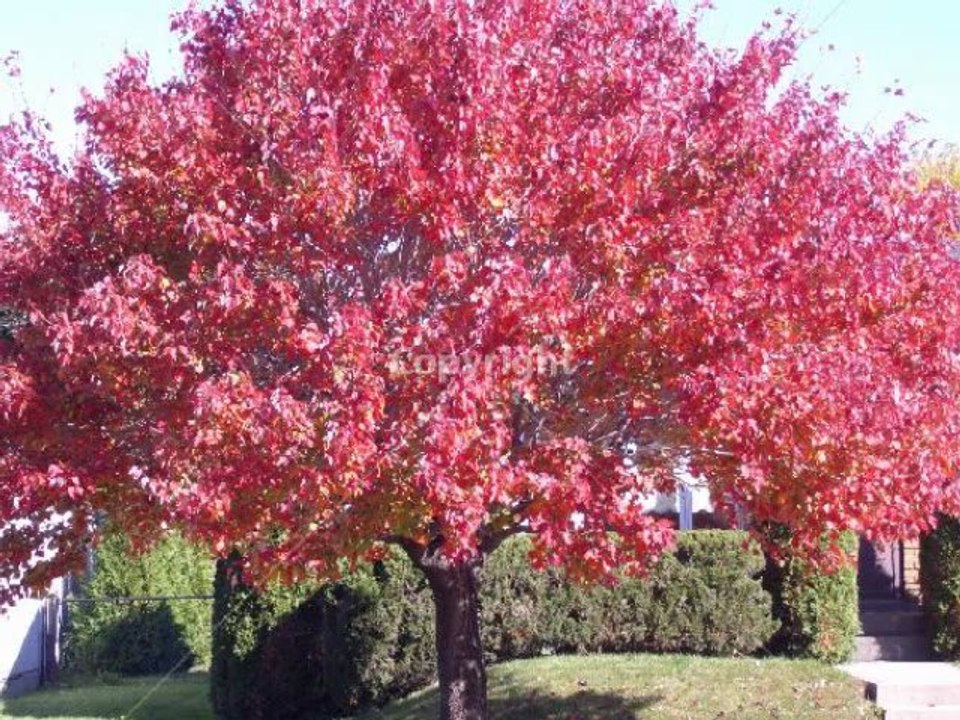 phil collins you can't hurry love Par Fernand