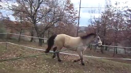 14 janvier 2013 detente Véo (3)