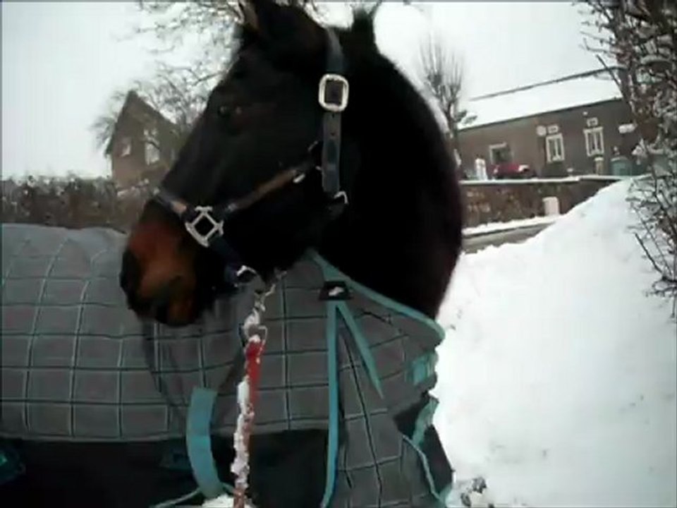 Okarie sous la neige