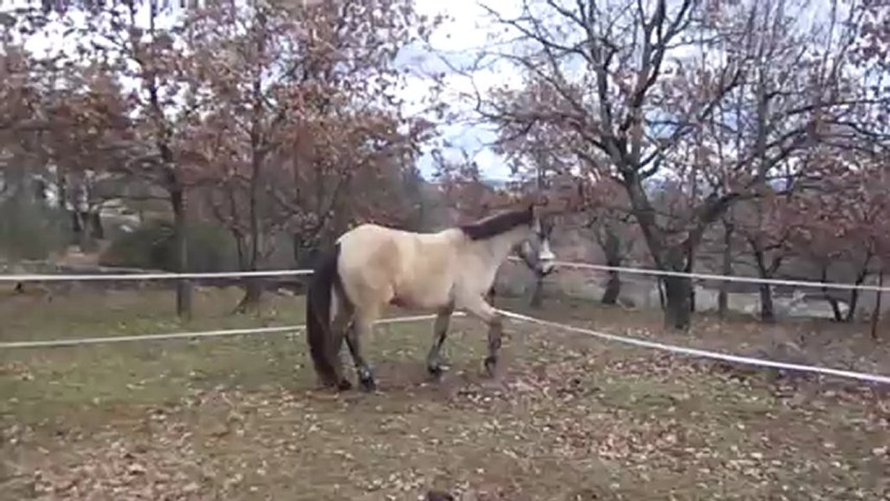 14 janvier 2013 seance saut en liberté Véo (5)