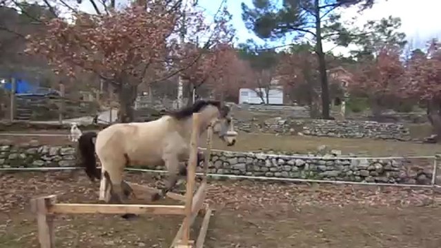14 janvier 2013 séance saut en liberté Véo (6)