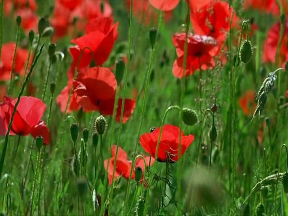 Пробуждение природы