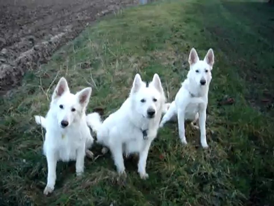 Harry en promenade 2