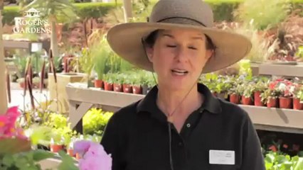 Wolly Pocket Vertical Gardening with Dalia