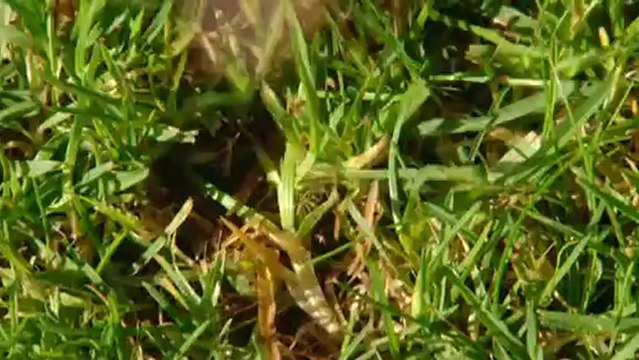 How To Be A Gardener 4 - Practical Planting