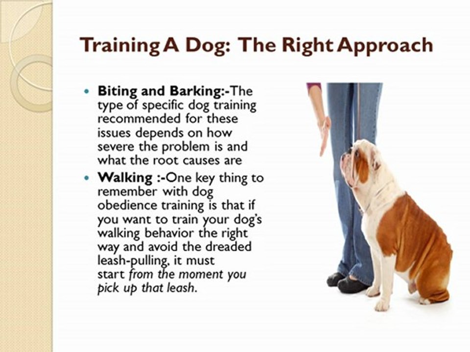 dog obedience training