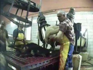 Türkiye Mezbahalarının Zulümü - The Brutality of Turkish Slaug