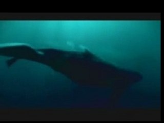 Le Chant des Baleines