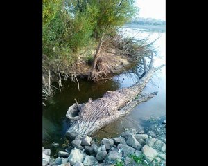 memory czyli wspomnienie lata