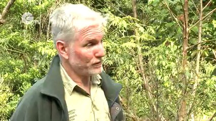 Mooloolah River Corridors Restoration Project