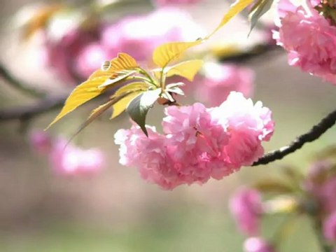 Aşık Mahzuni Şerif - İşte Gidiyorum Çeşmi Siyahım -
