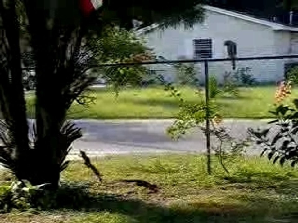 When Birds Attack