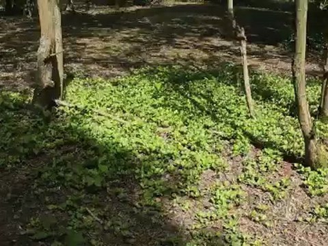 La gestion différenciée en agglomération Maubeuge Val de Sambre