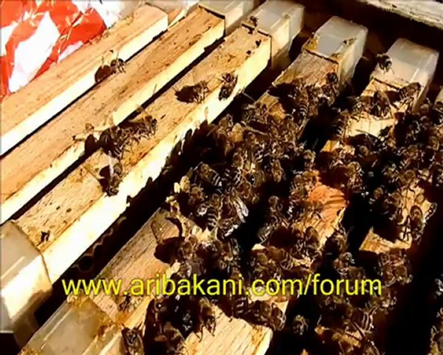 Koloni kontrolü videosu