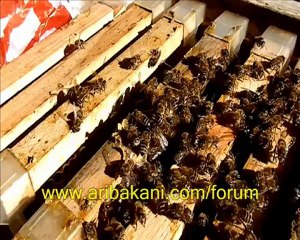 Koloni kontrolü videosu