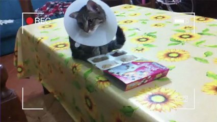 Sterilizzazione di cani e gatti: ascoltiamo il parere del veterinario che ha operato Felpa!