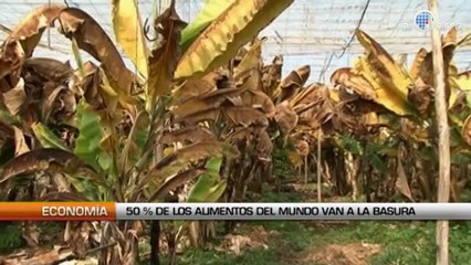 50% de los alimentos del mundo van a la basura
