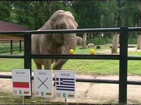 Euro 2012 : les héritiers de Paul le Poulpe