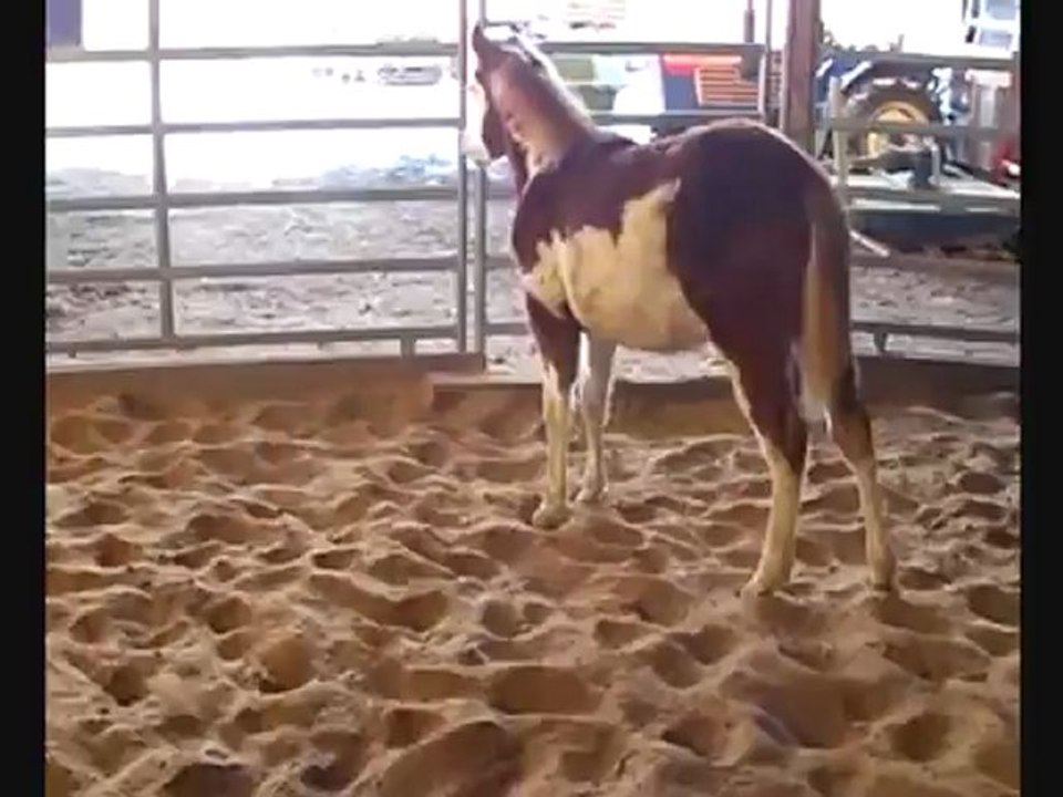 Olena Gun Champion 6 months old