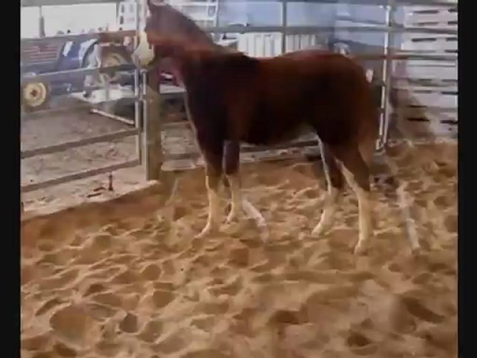 Trash'Olena Gun Song