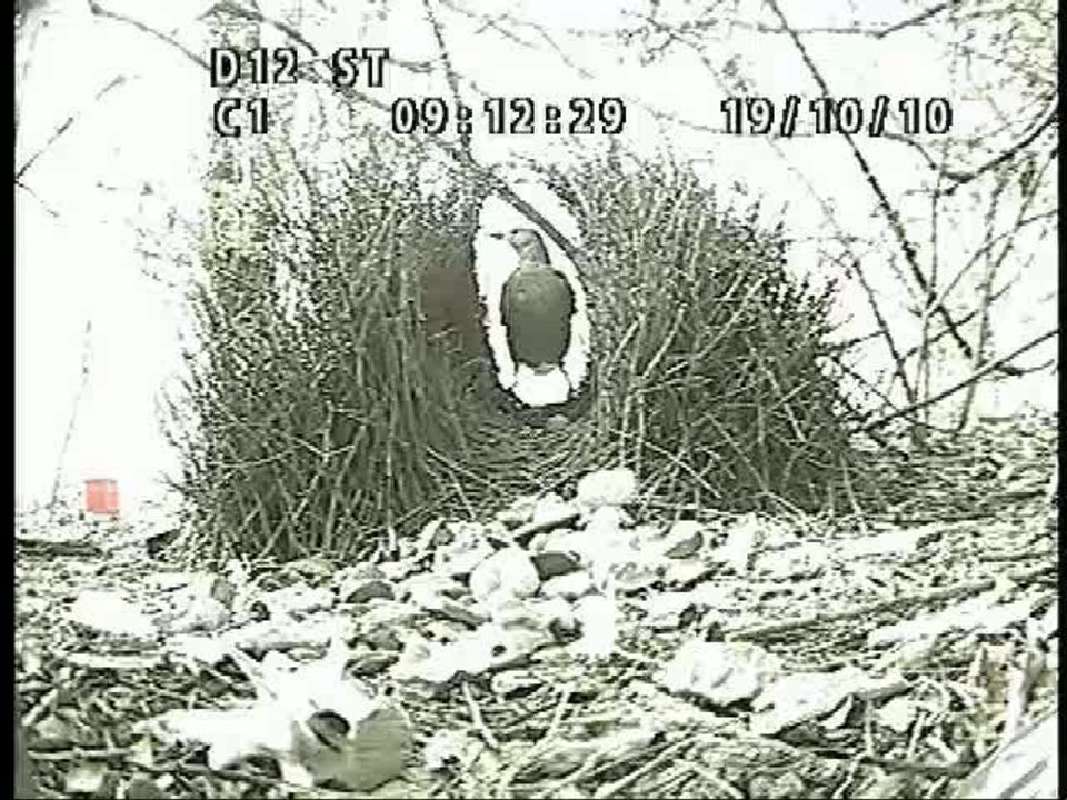 La parade amoureuse du mâle du Jardinier à nuque rose