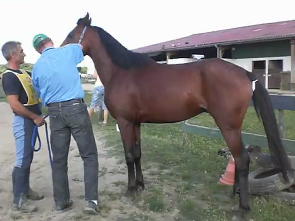 obeian vet videos 0808  (3)