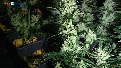 Hennepkwekerij opgerold in binnenstad van Groningen - RTV Noord